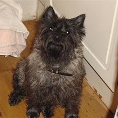 Cairn terrier Jolina