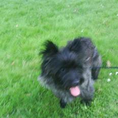 Cairn terrier Jolina