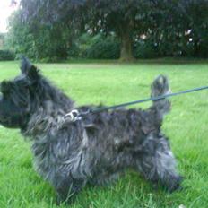 Cairn terrier Jolina