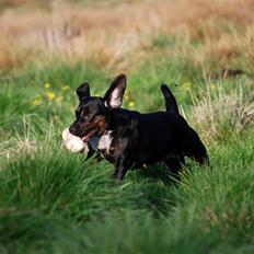 Blanding af racer Bella