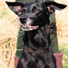 Blanding af racer Rollo