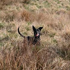 Blanding af racer Rollo