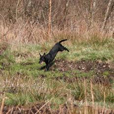 Blanding af racer Rollo