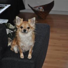 Chihuahua .•:*¨¨*:•.Mikkel.•:*¨¨*:•