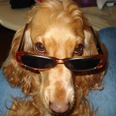 Cocker spaniel Valborg