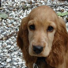 Cocker spaniel Valborg