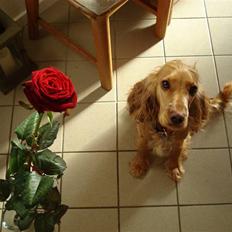 Cocker spaniel Valborg