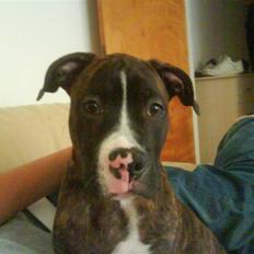 Blanding af racer Kempo  