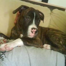 Blanding af racer Kempo  