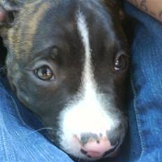 Blanding af racer Kempo  