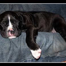 Amerikansk staffordshire terrier Vega