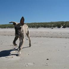 Whippet Piper