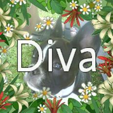 Fransk bulldog Diva