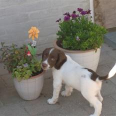 Engelsk springer spaniel Hannibal