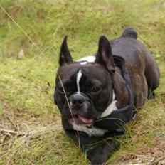 Fransk bulldog Diva