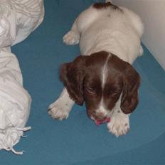Engelsk springer spaniel Hannibal