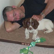 Engelsk springer spaniel Hannibal