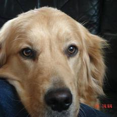 Golden retriever Golden Jives Frida. R.I.P