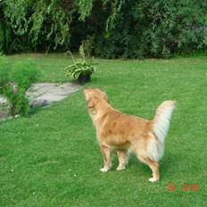 Golden retriever Golden Jives Frida. R.I.P
