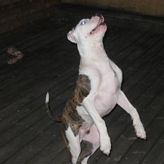 Blanding af racer El Diablo "Jablo"