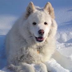 Samojedhund Bamse