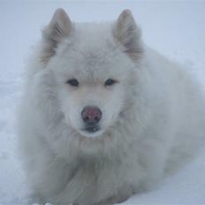 Samojedhund Bamse