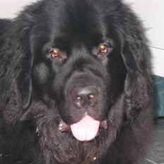 Newfoundlænder SIMBA DØD.d 4/7-08