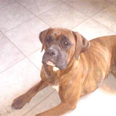 Boxer Zafira *minde*