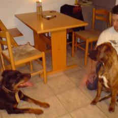 Boxer Zafira *minde*