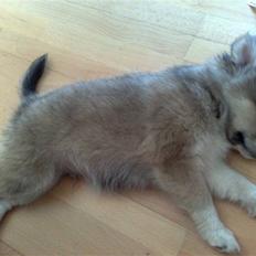 Blanding af racer Kaiser