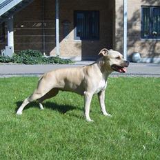 Amerikansk staffordshire terrier Wilma