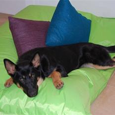 Schæferhund Cartagenas Fanny