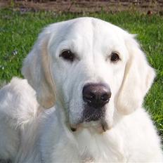 Golden retriever Classic (Autumn-Gold) 