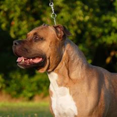 Amerikansk staffordshire terrier   - AA Bandit of G-A