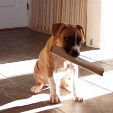 Amerikansk staffordshire terrier Django R.I.P Baby