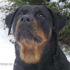 Rottweiler Dixie