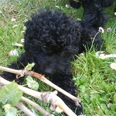 Dværgpuddel XiSofus play    