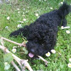 Dværgpuddel XiSofus play    