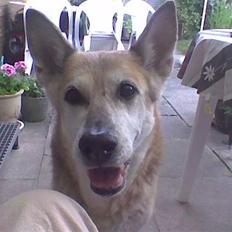Blanding af racer maxi (R.I.P.)