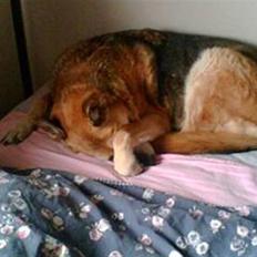 Blanding af racer maxi (R.I.P.)