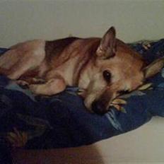 Blanding af racer maxi (R.I.P.)
