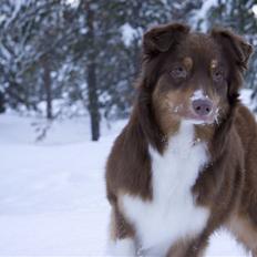 Australian shepherd Lucca