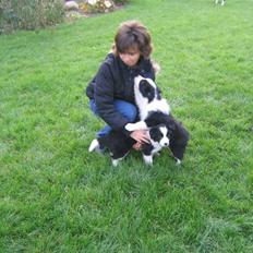 Border collie Hidden Farm's La Gucci