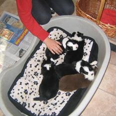 Border collie Hidden Farm's Lucas