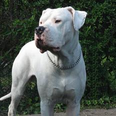 Dogo argentino Pablo Escobar(dogo dreng)