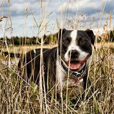 Blanding af racer Amstaff/bullterrier Freja