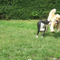 Blanding af racer Amstaff/bullterrier Freja