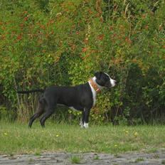 Blanding af racer Amstaff/bullterrier Freja