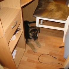 Schæferhund kento fået ny ejer 