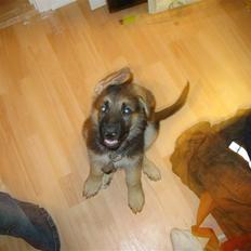 Schæferhund kento fået ny ejer 